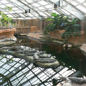 Planète Crocodiles - Young Nile crocodiles exhibit