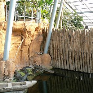 Planète Crocodiles - Young Nile crocodiles exhibit