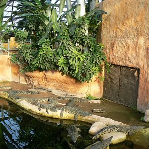 Planète Crocodiles - Young Nile crocodiles exhibit