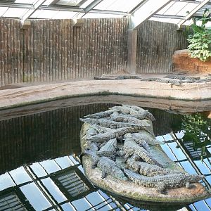 Planète Crocodiles - Young Nile crocodiles exhibit