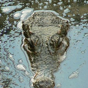 Planète Crocodiles - Dwarf  crocodile