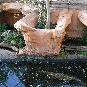 Planète Crocodiles - Slender-snouted crocodiles exhibit