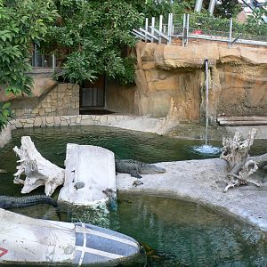 Planète Crocodiles - Mississippi alligators exhibit