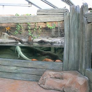 Planète Crocodiles - Albino alligator terrarium