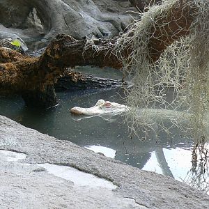 Planète Crocodiles - Albino alligator "Dundee"