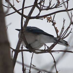 Blue Jay