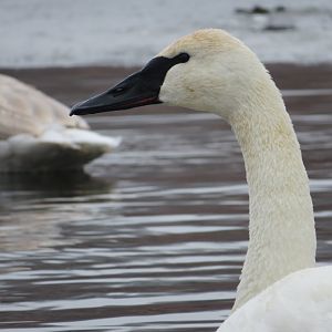 A better look at the Swan