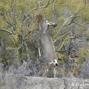 mule deer browsing