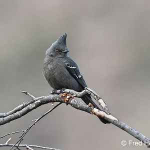 female phainopepla