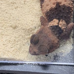 Can anybody id this lizard