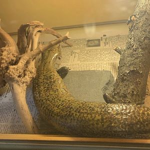 Can anyone id this lizard