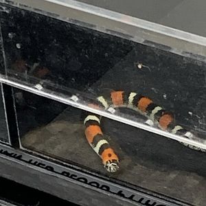 Can anyone id this snake