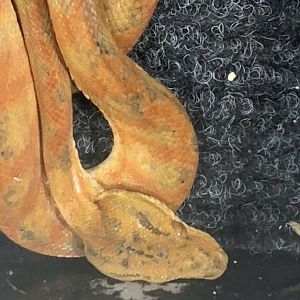 Can anyone id this snake