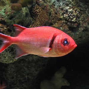 Blotcheye Soilderfish at Shedd Aquarium