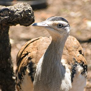 Australian Bustard (Ardeotis australis)