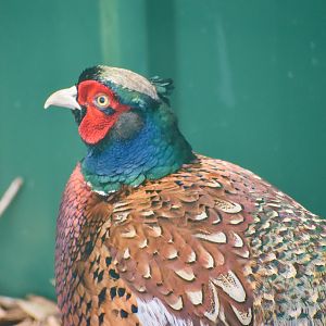 Ring-necked Pheasant (Phasianus colchicus)