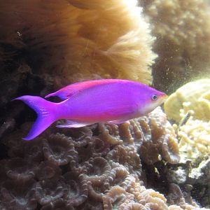 Purple Queen Anthias