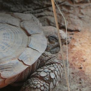 Hippo Haven - Pancake Tortoise