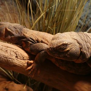 Hippo Haven - Sudan Mastigure