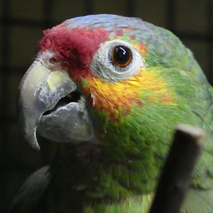 Hippo Haven - Red-lored Amazon