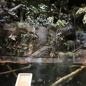 Piranha Falls - Main Tank
