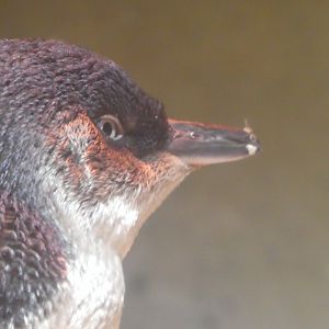 Little Blue Beach - Little Penguin