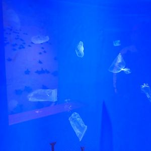 Ocean Realm - Sea Turtle Cove - View of Moon Jelly Display