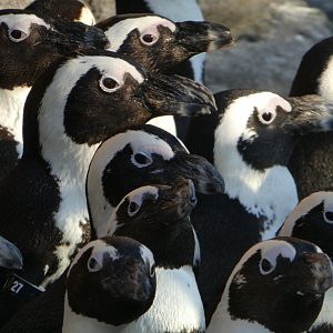 Penguin Island - African Penguins