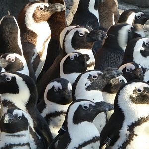 Penguin Island - African Penguins