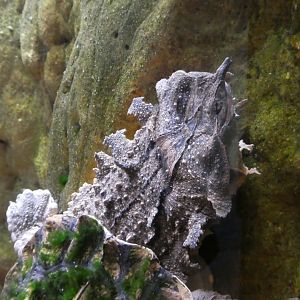 Kid Zone - Frogs: Nature's Messanger - Mata Mata