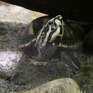 Kid Zone - Frogs: Nature's Messenger - Striped Mud Turtle