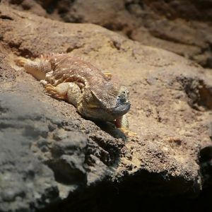 Hippo Haven - Shield-tailed Agama