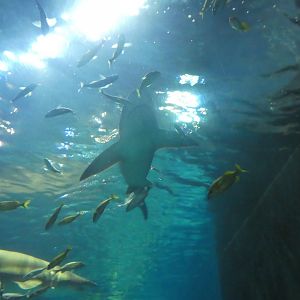 Shark Realm - View From Underwater Tunnel