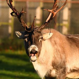 A surprised Reindeer