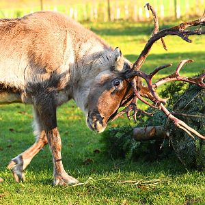 Reindeer