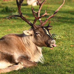 Reindeer