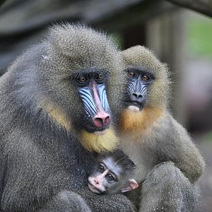 Mandrill Family