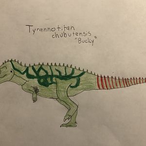 Bucky, Tyrannotitan chubutensis