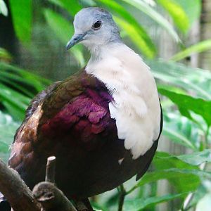 Wings of Asia - Santa Cruz Ground Dove