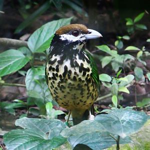 Wings of Asia - White-eared Catbird