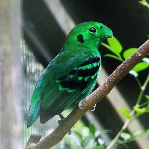 Wings of Asia - Green Broadbill