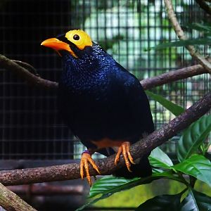 Wings of Asia - Yellow-faced Myna