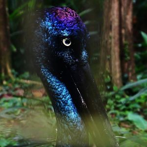 Wings of Asia - Black-necked Stork