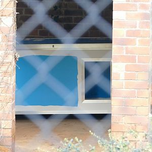 Maned wolf house, December 2020