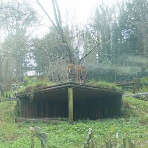 Sumatran tiger, December 2020