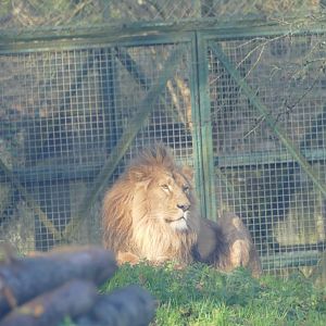 Asiatic lion, December 2020