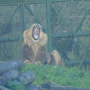Asiatic lion, December 2020