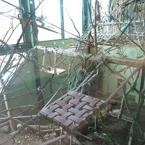 Cherry-crowned mangabey exhibit, December 2020