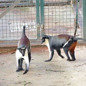 Diana monkeys, December 2020