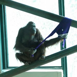 Mali, Bornean orangutan, December 2020